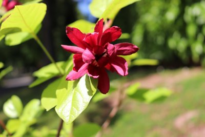 Cylycanthus x raultonii 'Hartlage Wine' - sazaník Raulstonův - květ 3